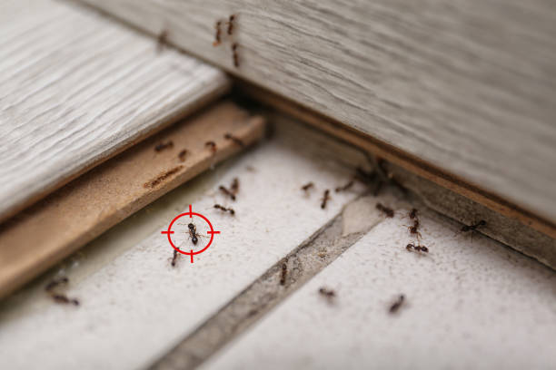 Best Commercial Pest Control Services  in Rodeo, CA