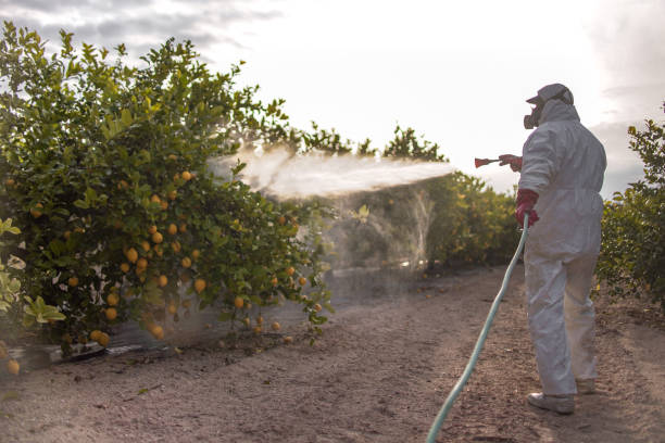 Trusted Rodeo, CA Pest Control Experts
