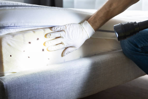 Best Flea Control Services  in Rodeo, CA