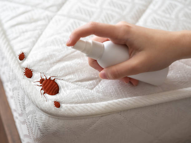 Best Best Pest Control Companies  in Rodeo, CA