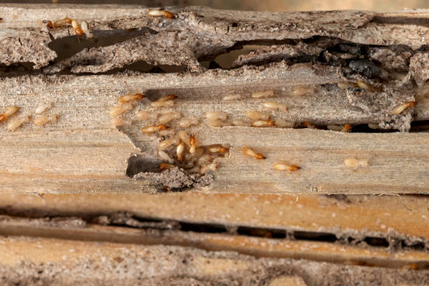 Pest Prevention Services in Rodeo, CA