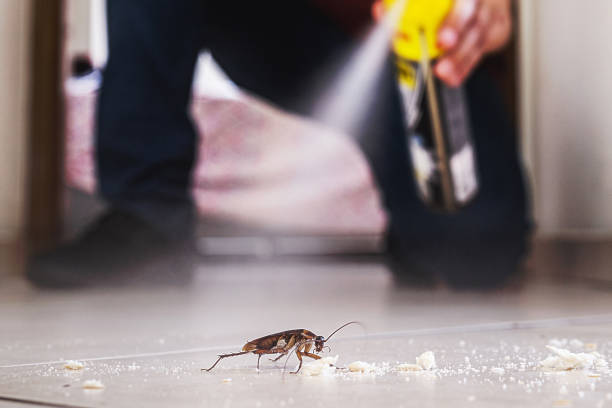 Best Residential Pest Control  in Rodeo, CA