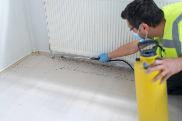 Best Affordable Pest Control Services  in Rodeo, CA